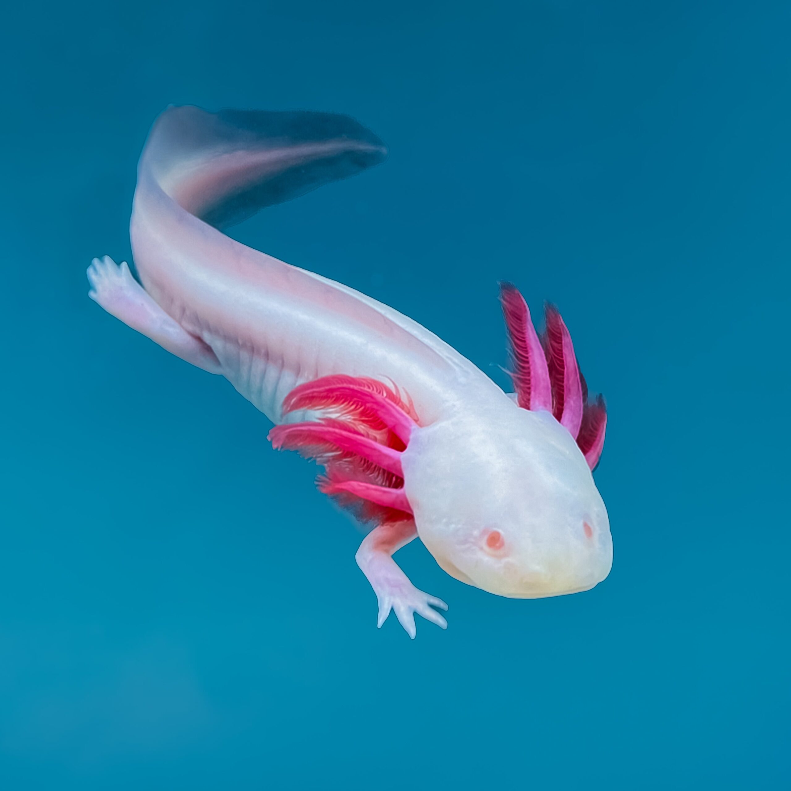 Albino Axolotl — image 2