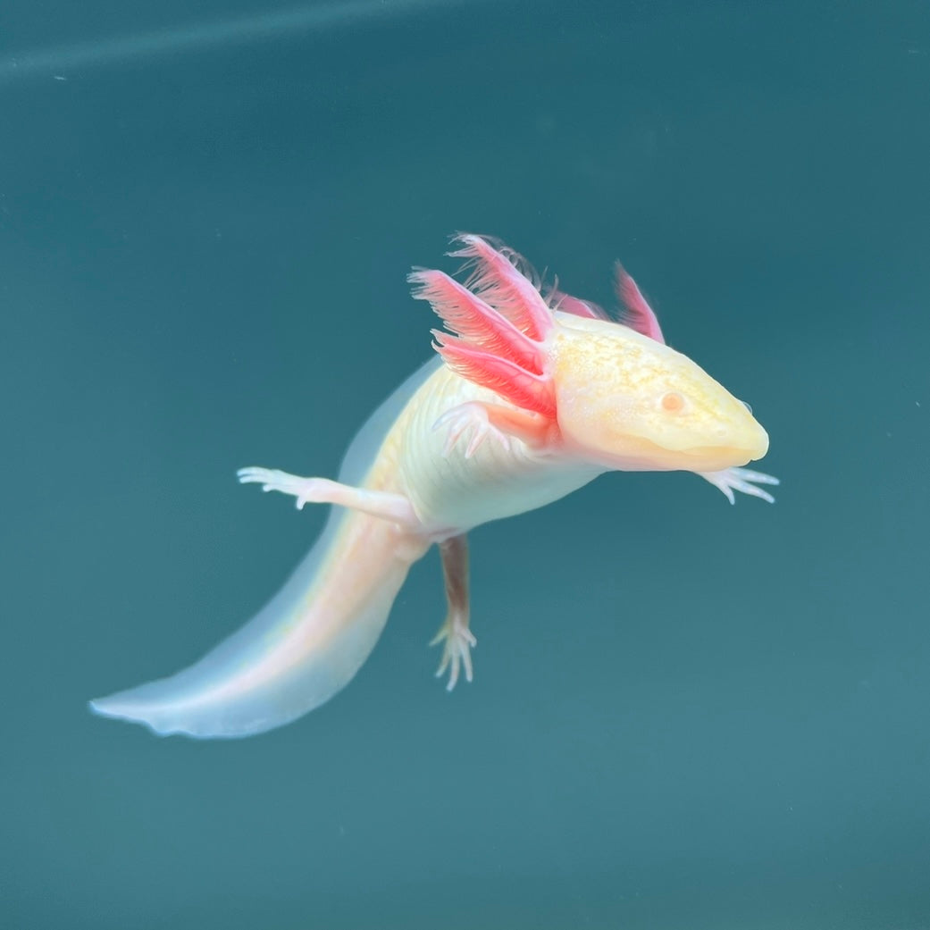 Albino Melanoid Axolotl — image 2