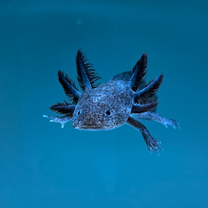 Axanthic Axolotl — image 3