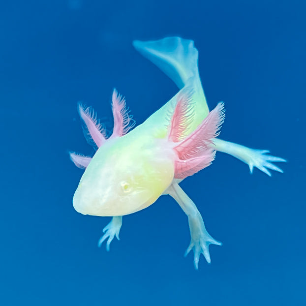 GFP Albino Axolotl — image 2
