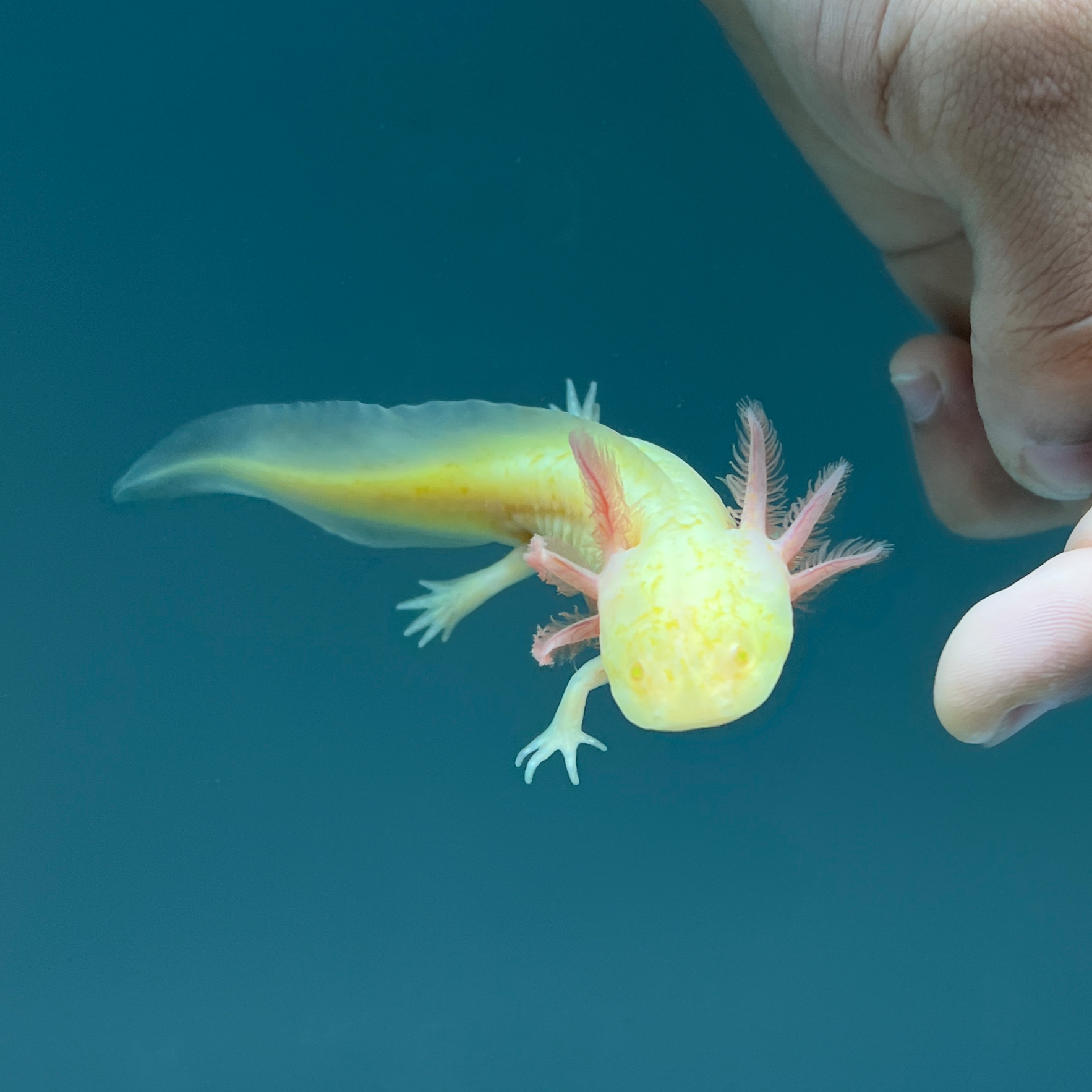 GFP Albino Melanoid Axolotl — image 2