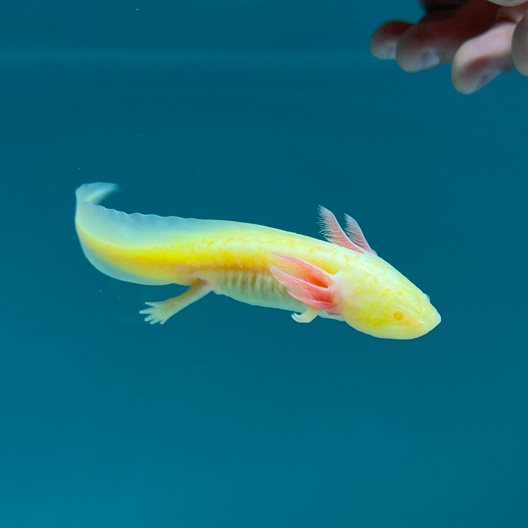 GFP Albino Melanoid Axolotl — image 3