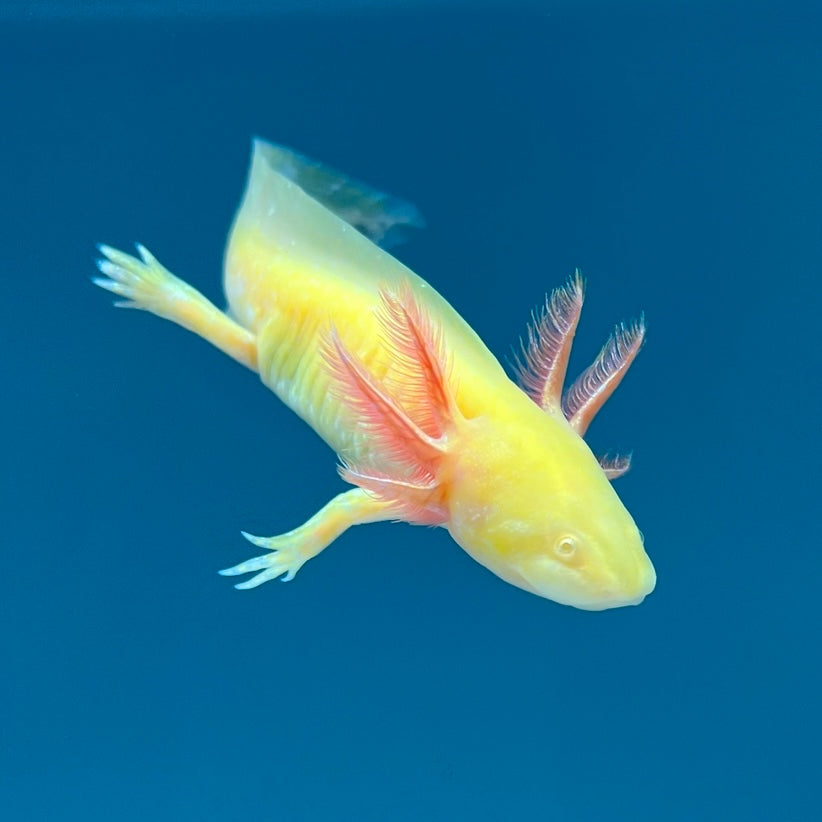 GFP Golden Albino Axolotl — image 2