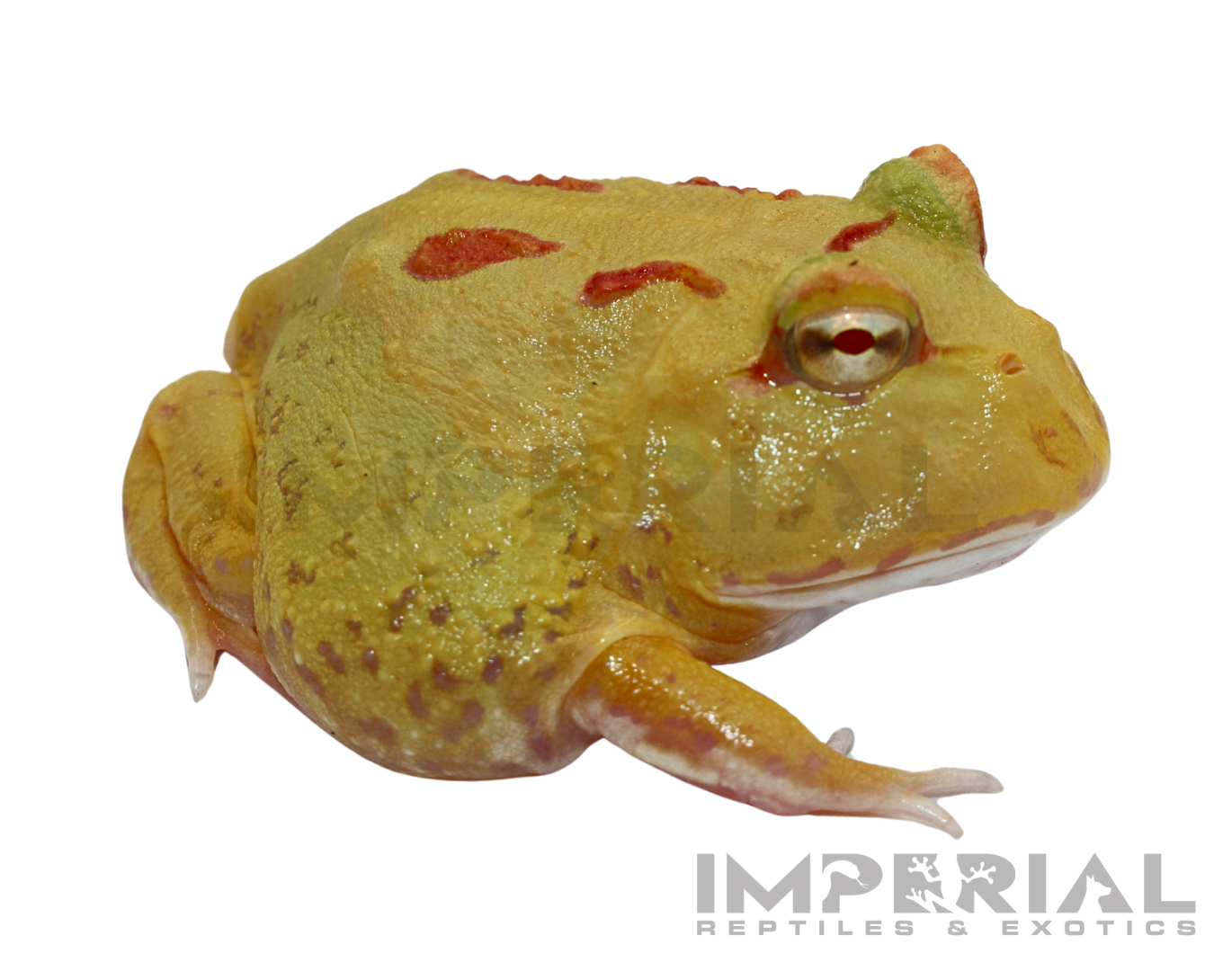 Key-Lime PacMan Frog Baby