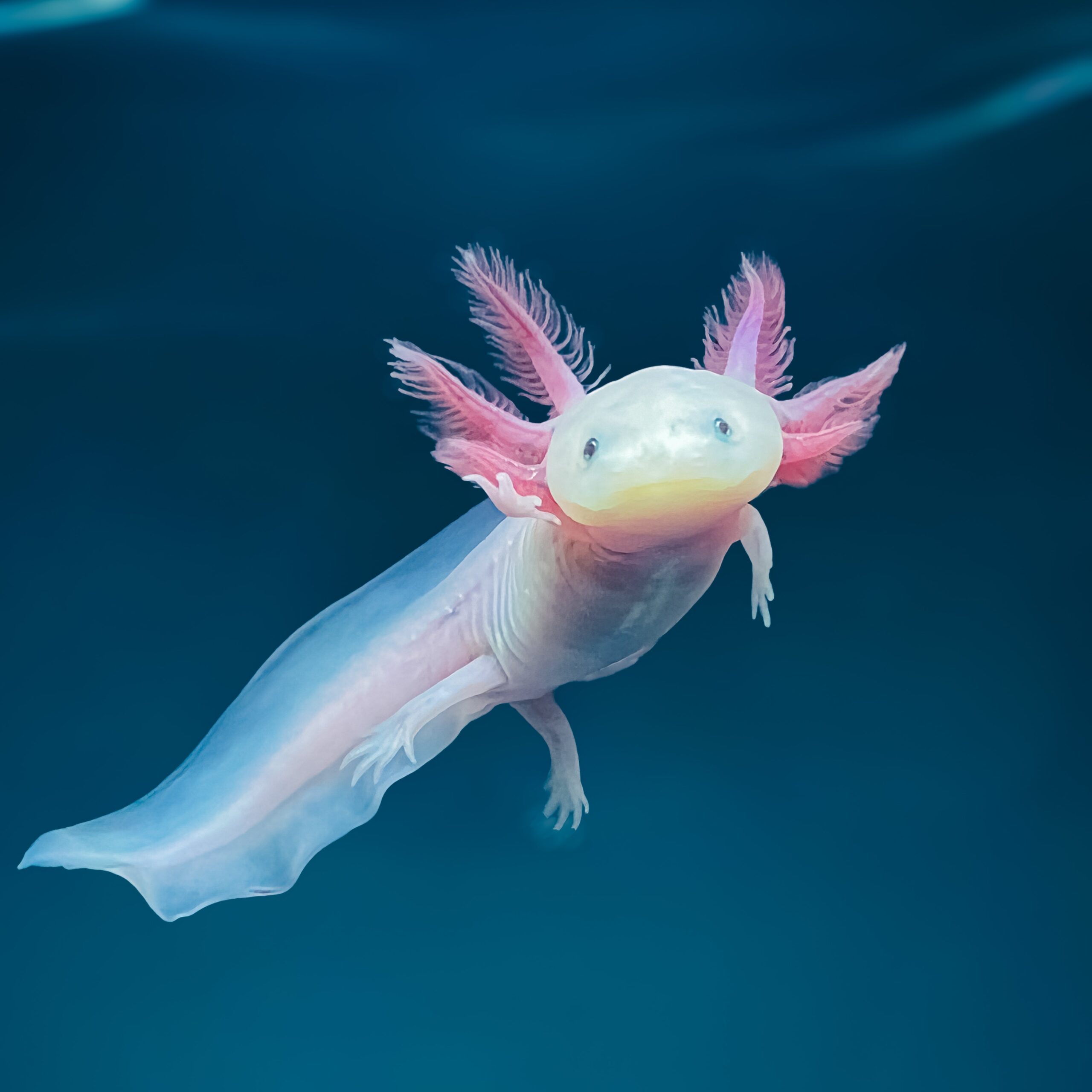 Leucistic Axolotl — image 2