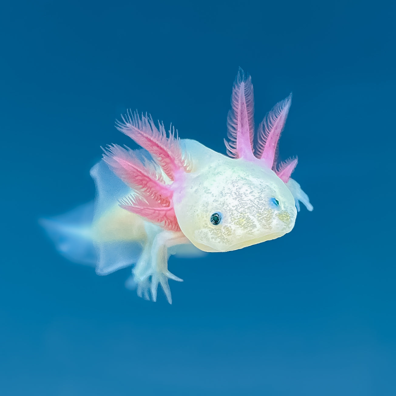 Leucistic GFP Axolotl — image 2