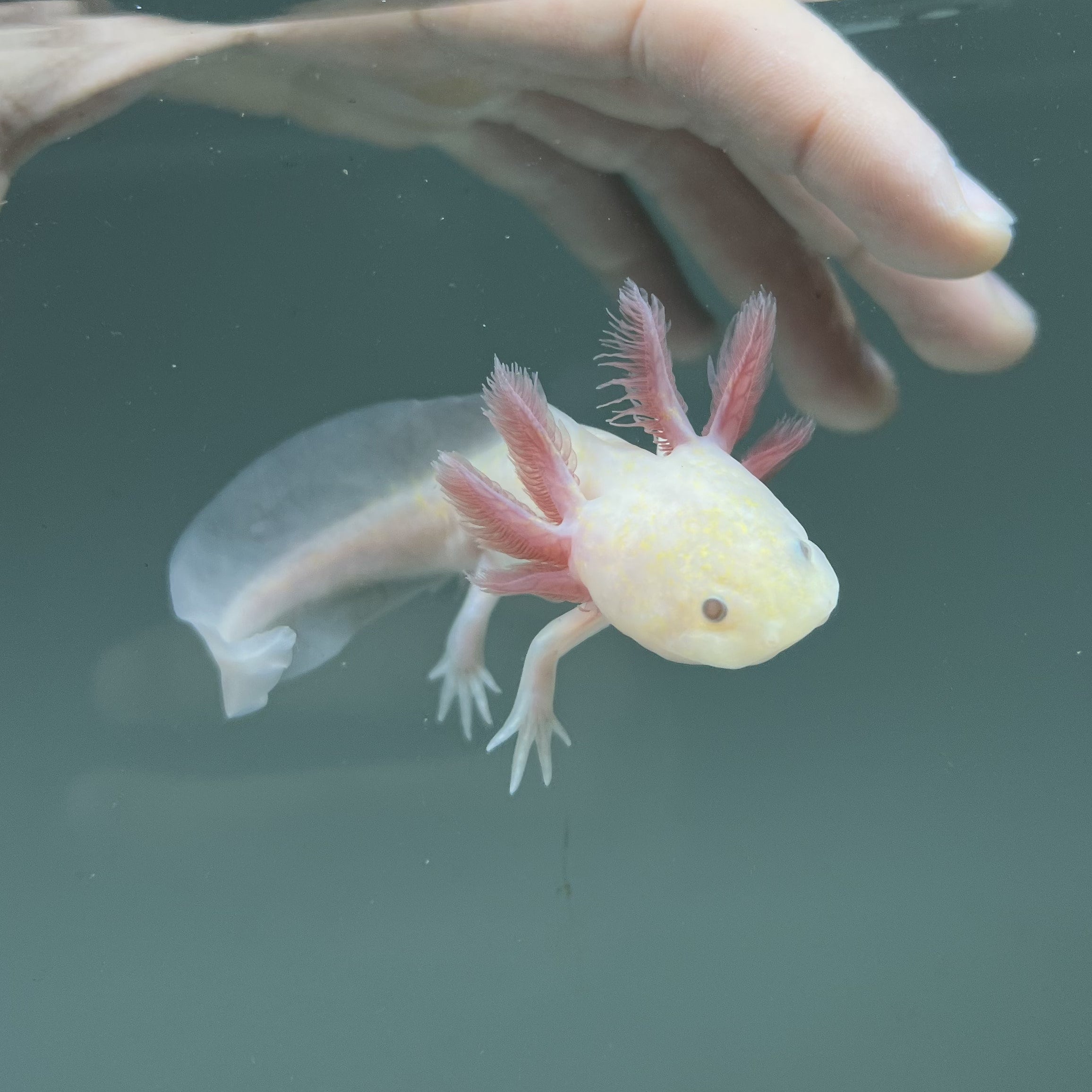 Light Hypomelanistic Melanoid Axolotl — image 2