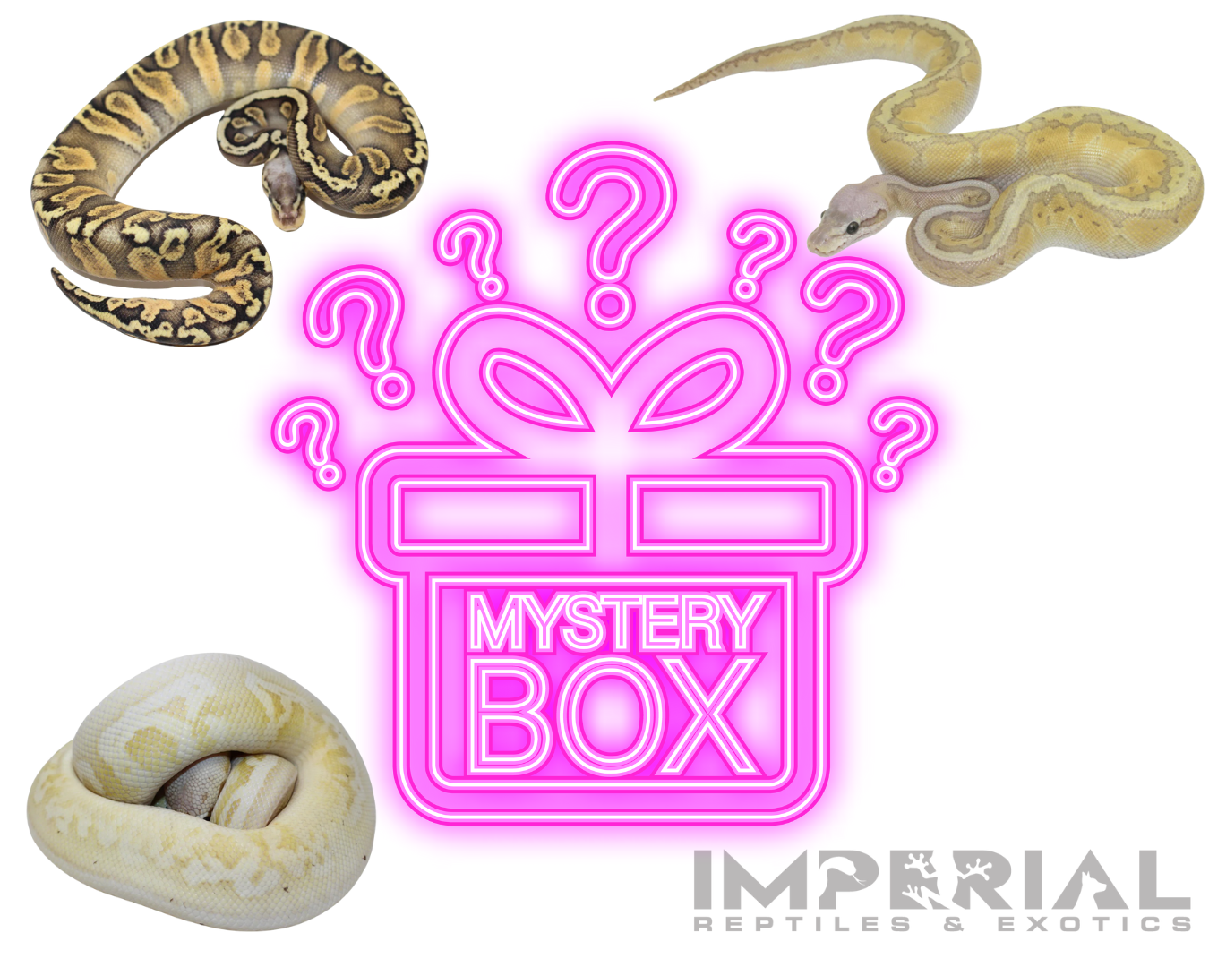 Mystery Box Ball Python
