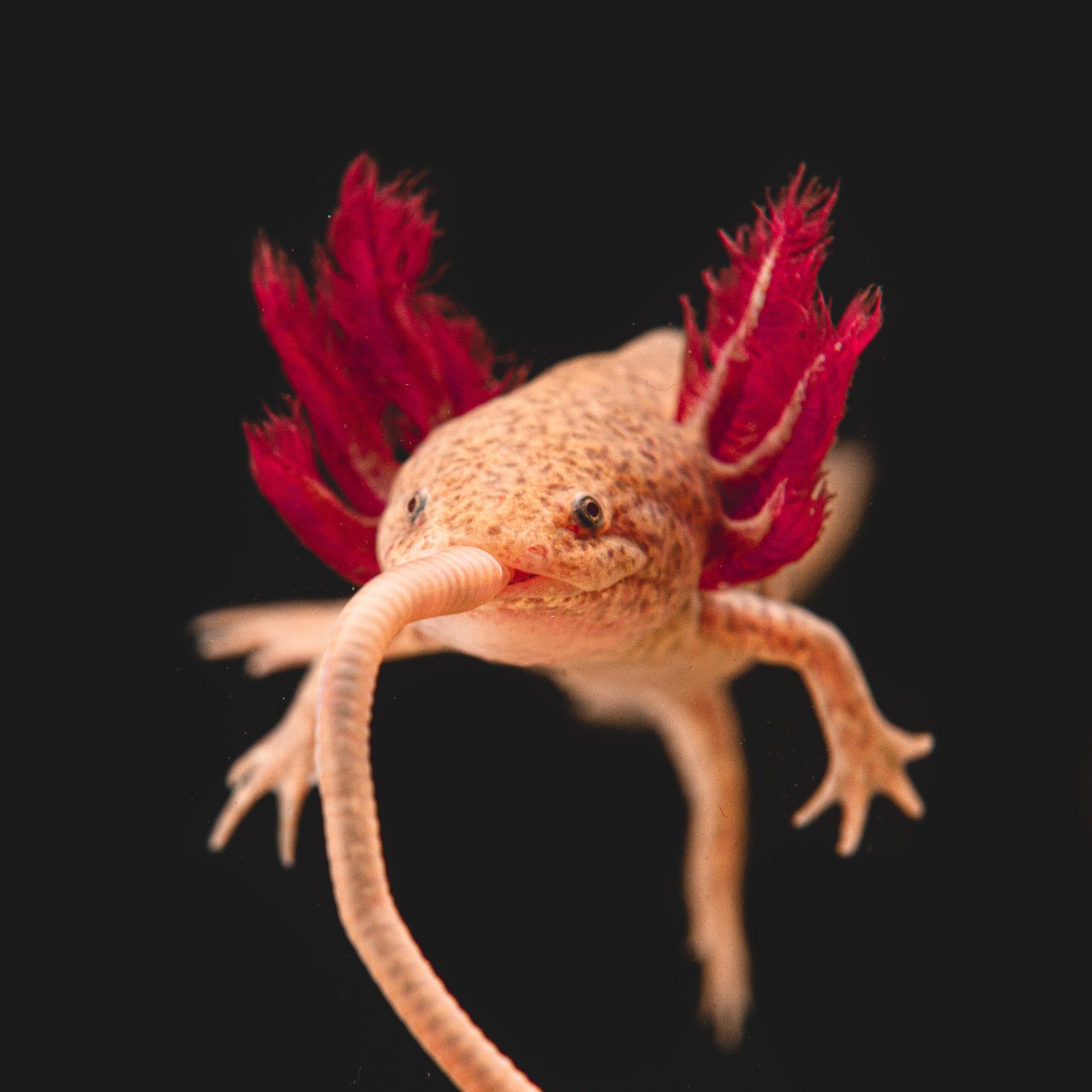 Nightcrawler Feeder Pack — image 2