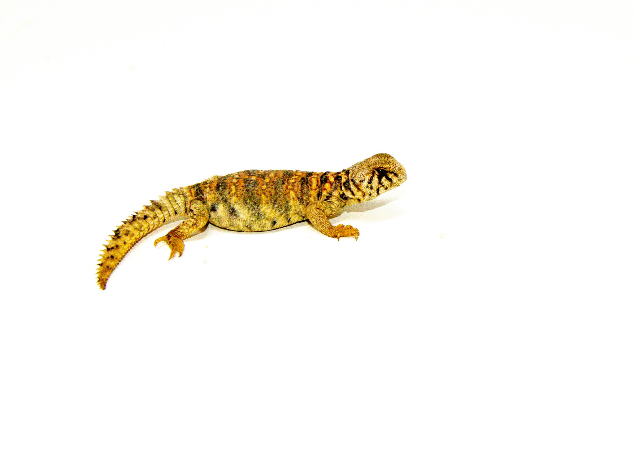 Ornate Uromastyx Babies (Uromastyx ornata) — image 3