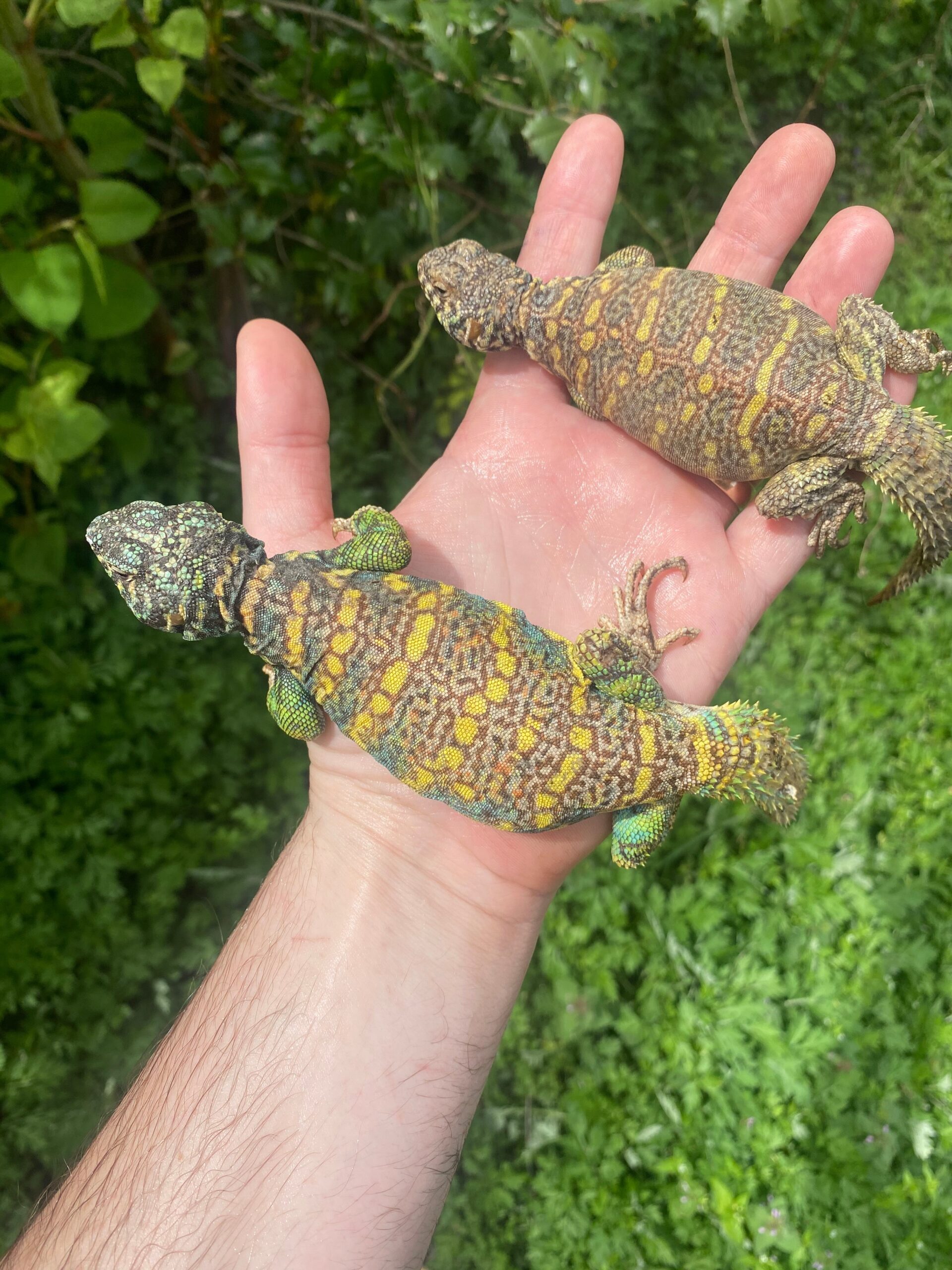 Ornate Uromastyx Subadult Pair (Uromastyx ornata) — image 2