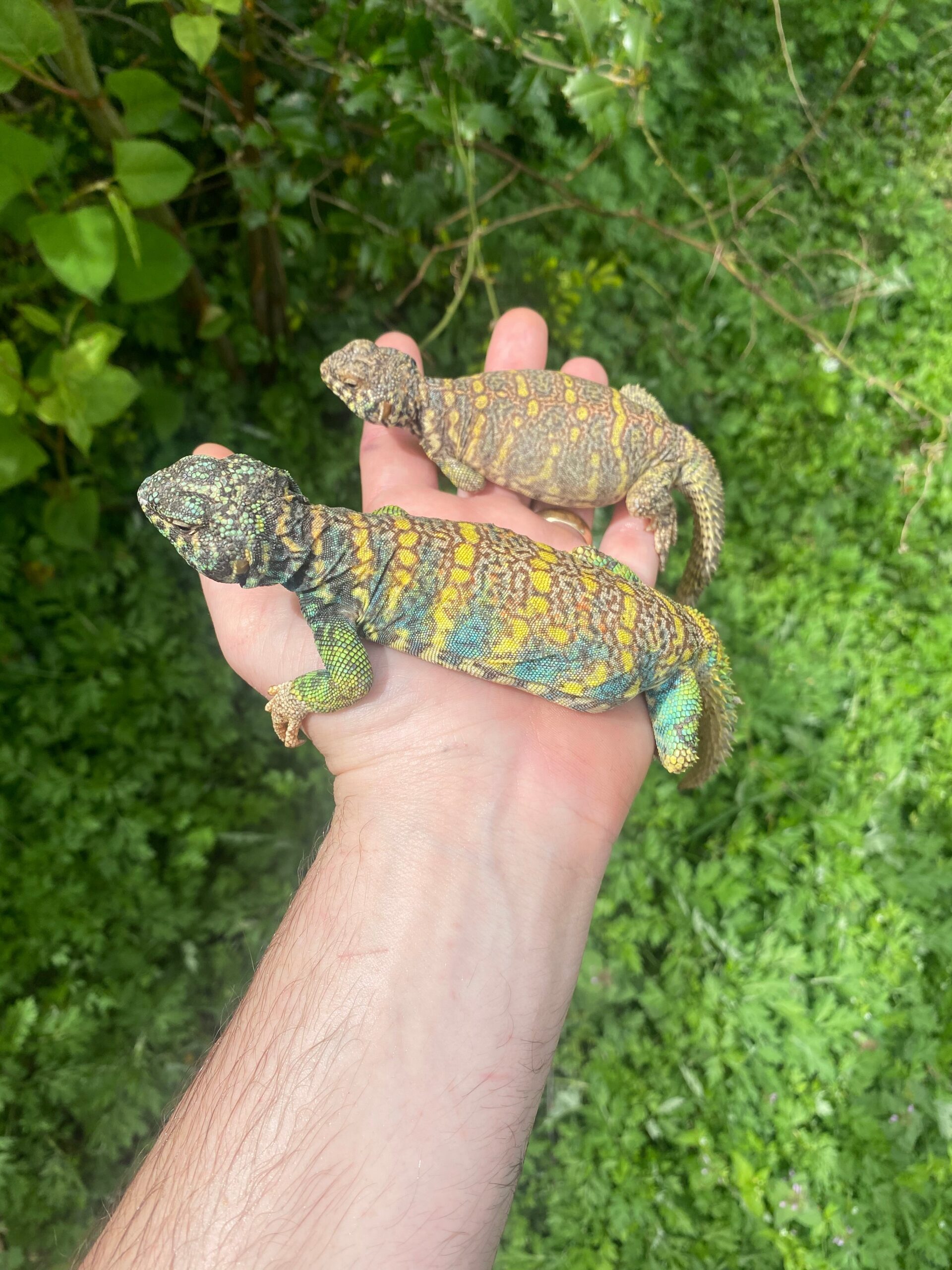 Ornate Uromastyx Subadult Pair (Uromastyx ornata) — image 3