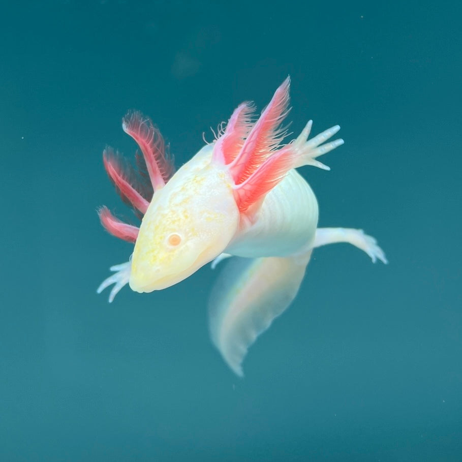 Rescue Axolotls — image 3