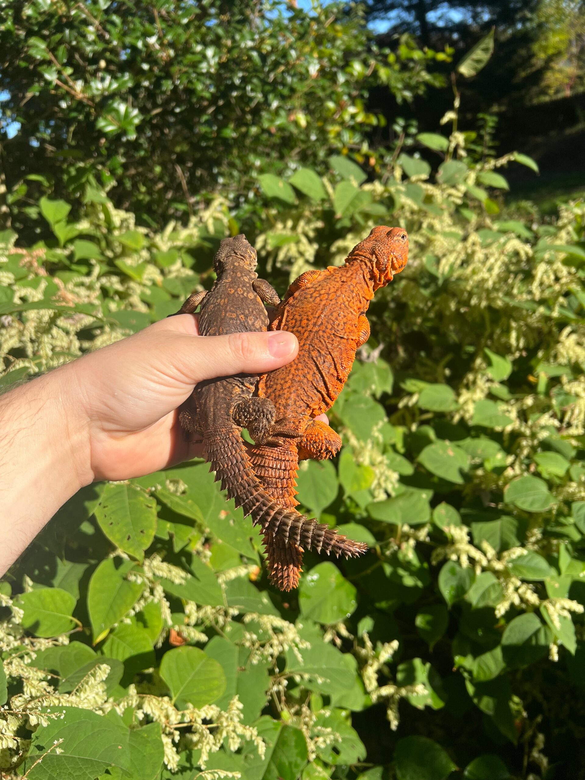 Super Red Niger Uromastyx Adult Pair #1 (Uromastyx geyri) — image 2