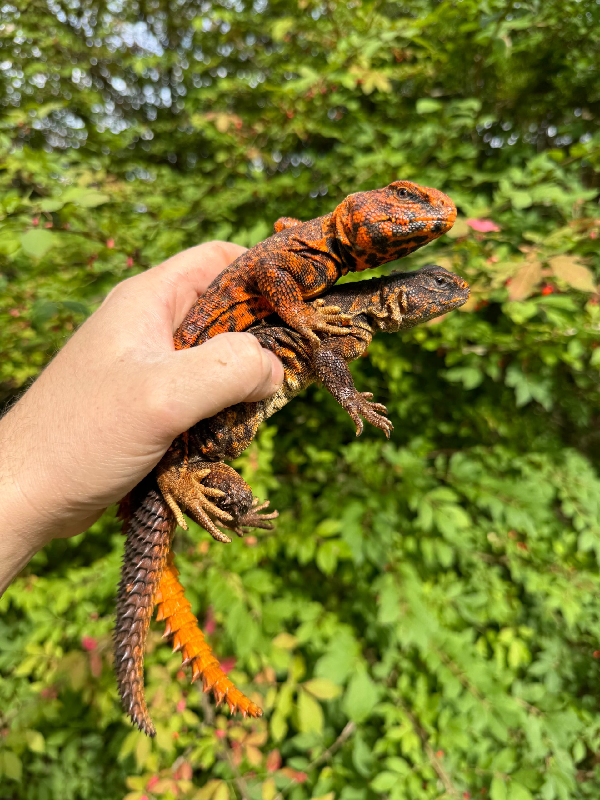 Super Red Niger Uromastyx Adult Pair #2 (Uromastyx geyri) — image 2