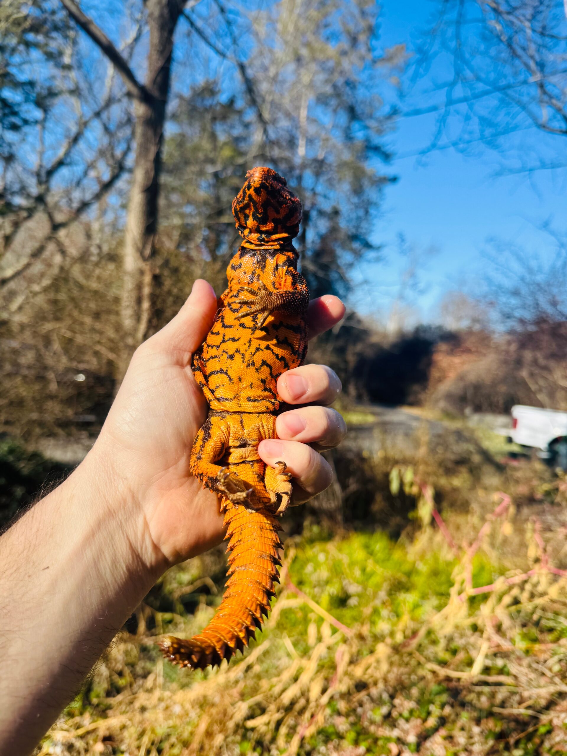 Super Red Niger Uromastyx Adult Pair #2502 (Uromastyx geyri) — image 2