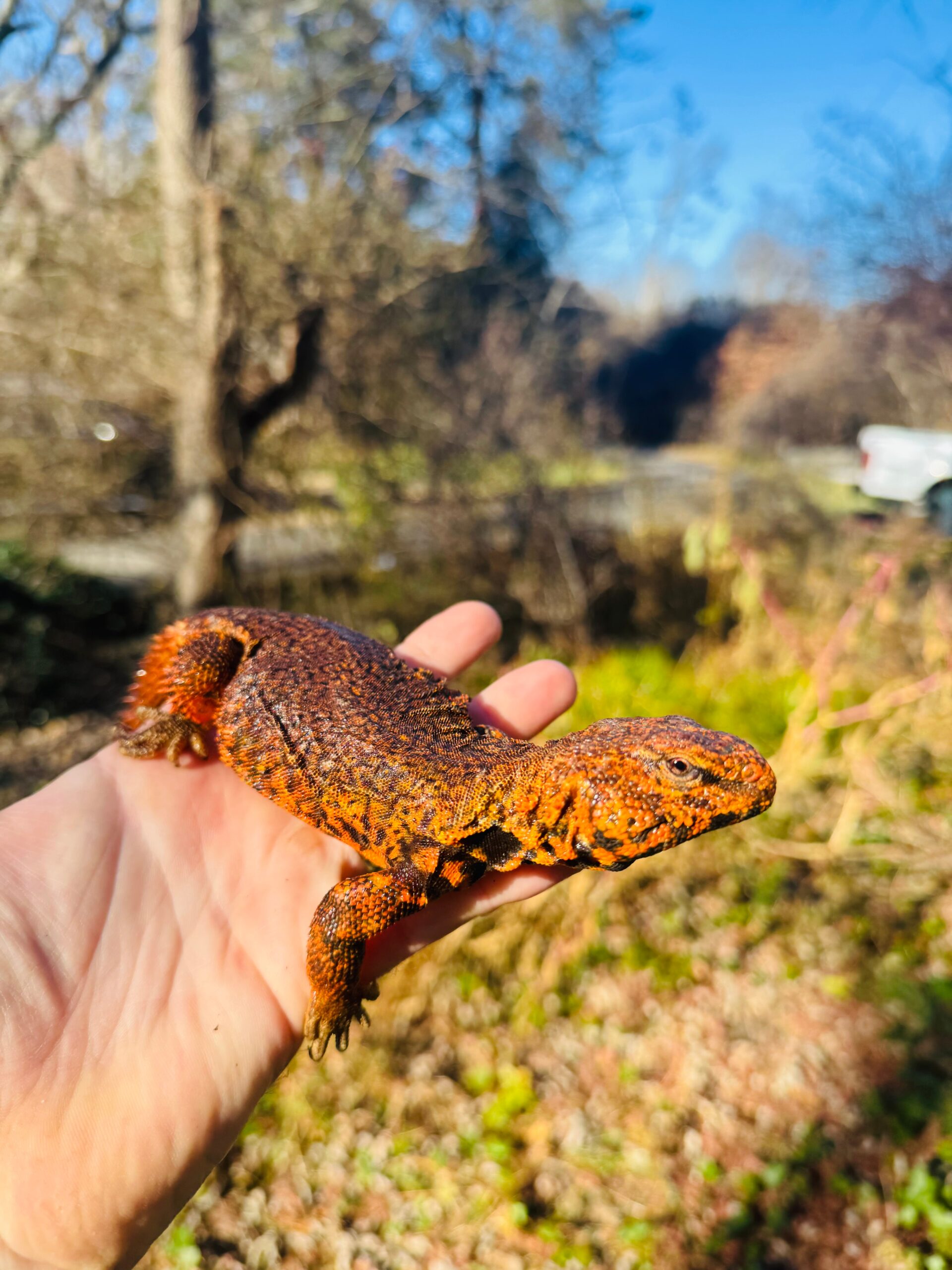 Super Red Niger Uromastyx Adult Pair #2502 (Uromastyx geyri) — image 3
