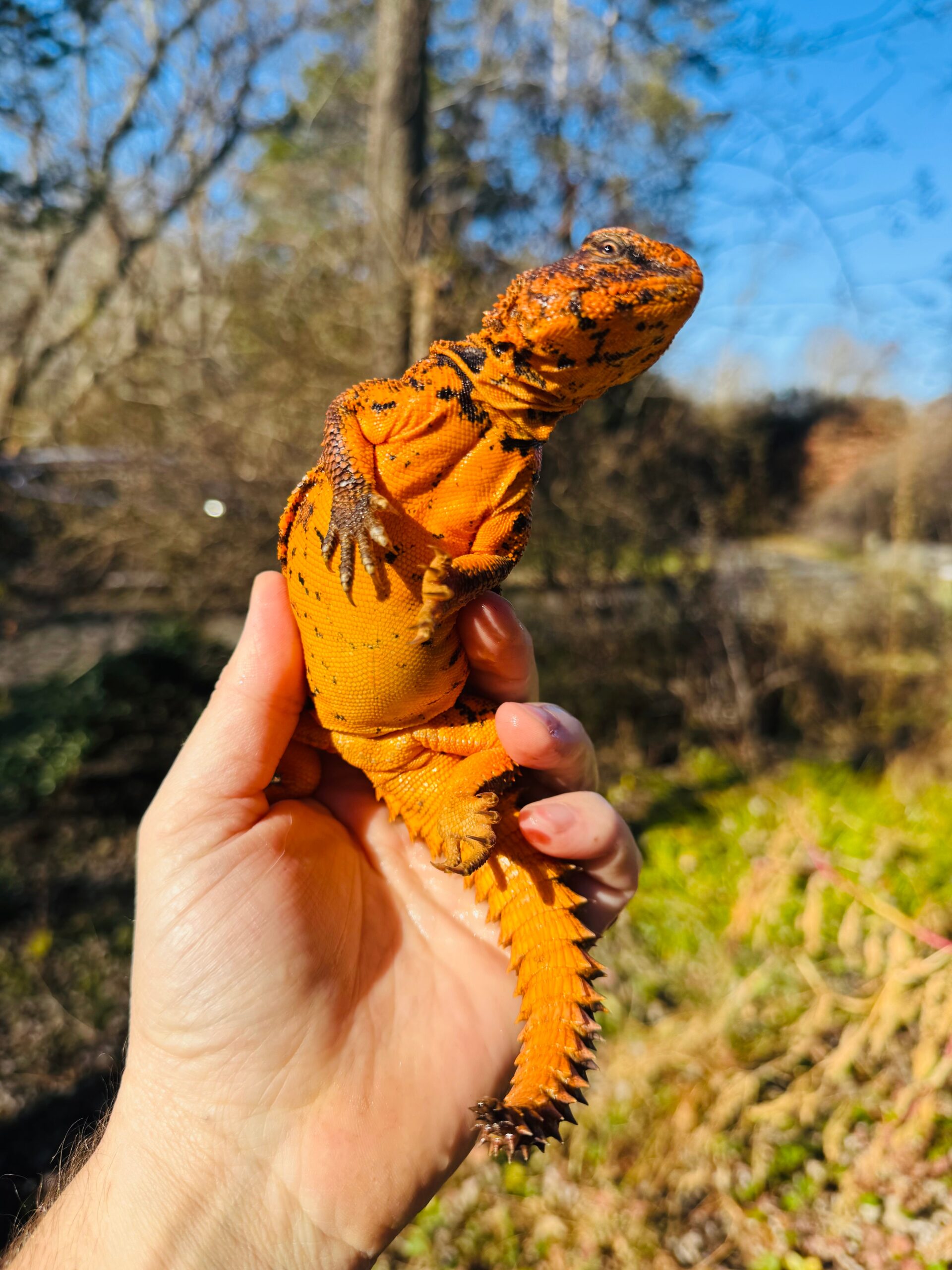 Super Red Niger Uromastyx Adult Pair #2503 (Uromastyx geyri) — image 2