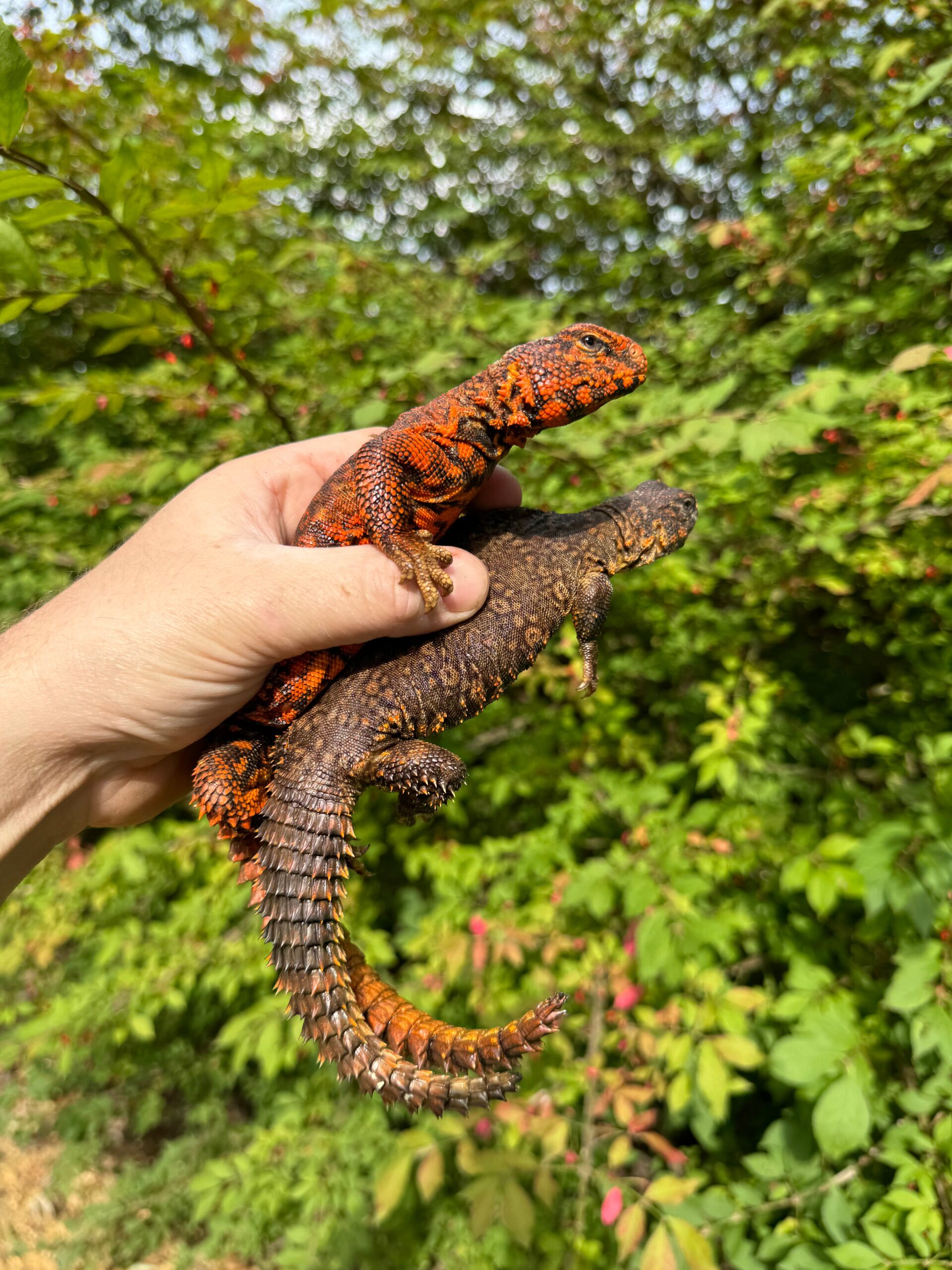 Super Red Niger Uromastyx Adult Pair #3 (Uromastyx geyri) — image 2
