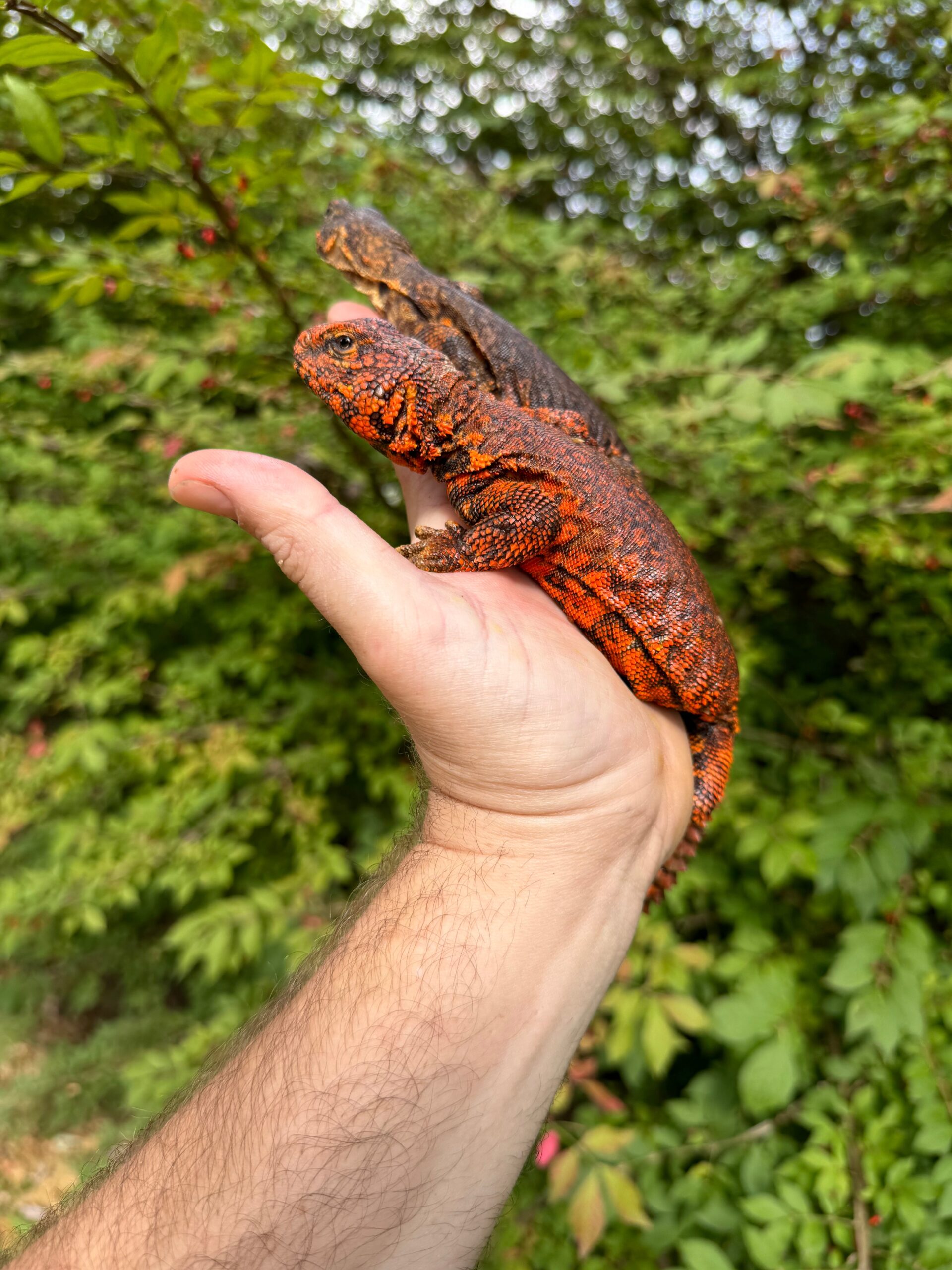 Super Red Niger Uromastyx Adult Pair #3 (Uromastyx geyri) — image 3