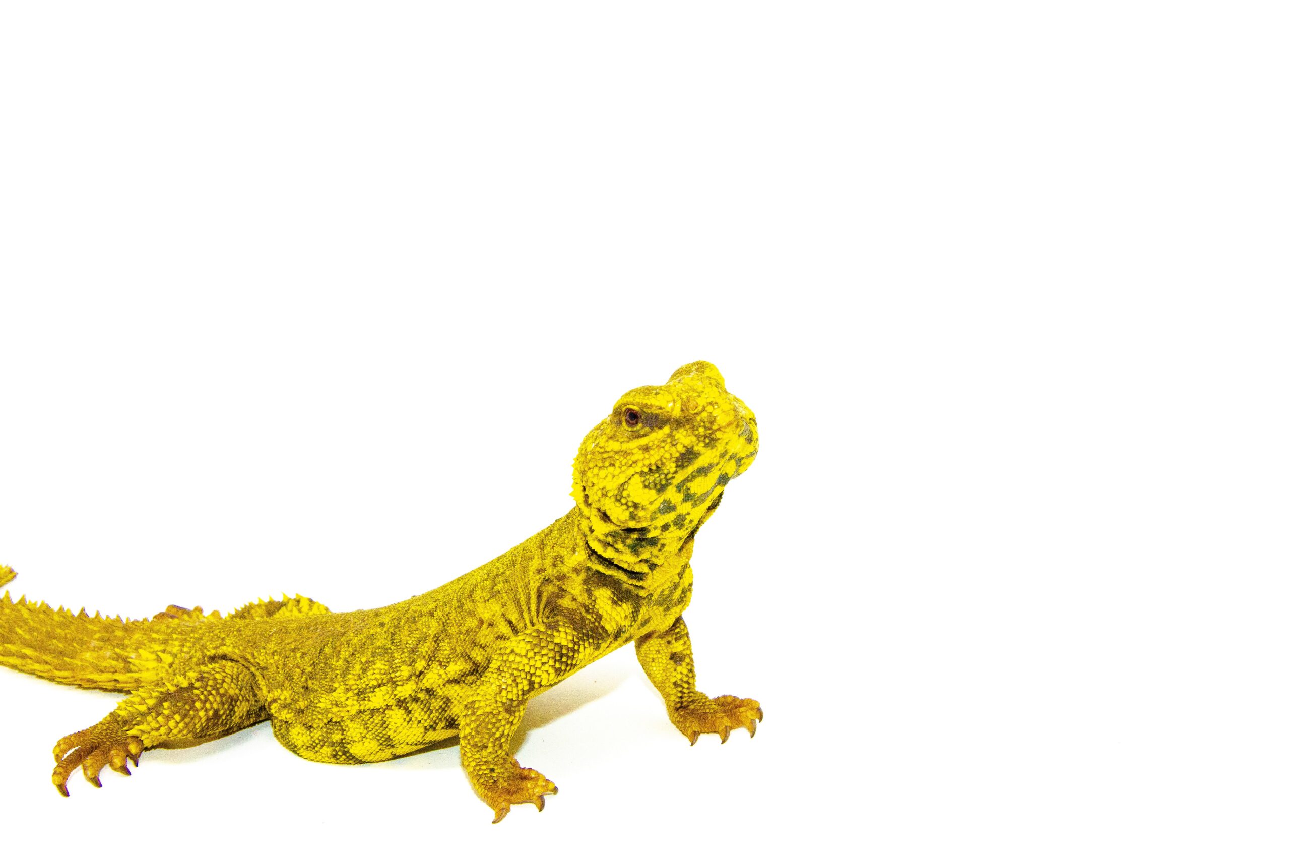 Super Yellow Niger Uromastyx (Uromastyx Geyri) — image 3