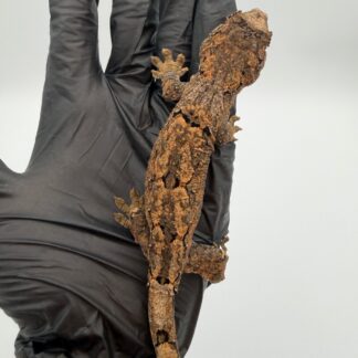 PI Chahoua Gecko #111825-08