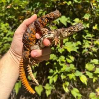 Red Niger Uromastyx Adult Pair #4 (Uromastyx geyri)