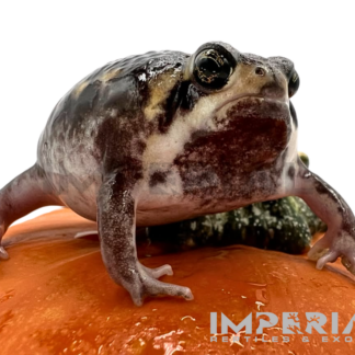 Mozambique Rain Frog