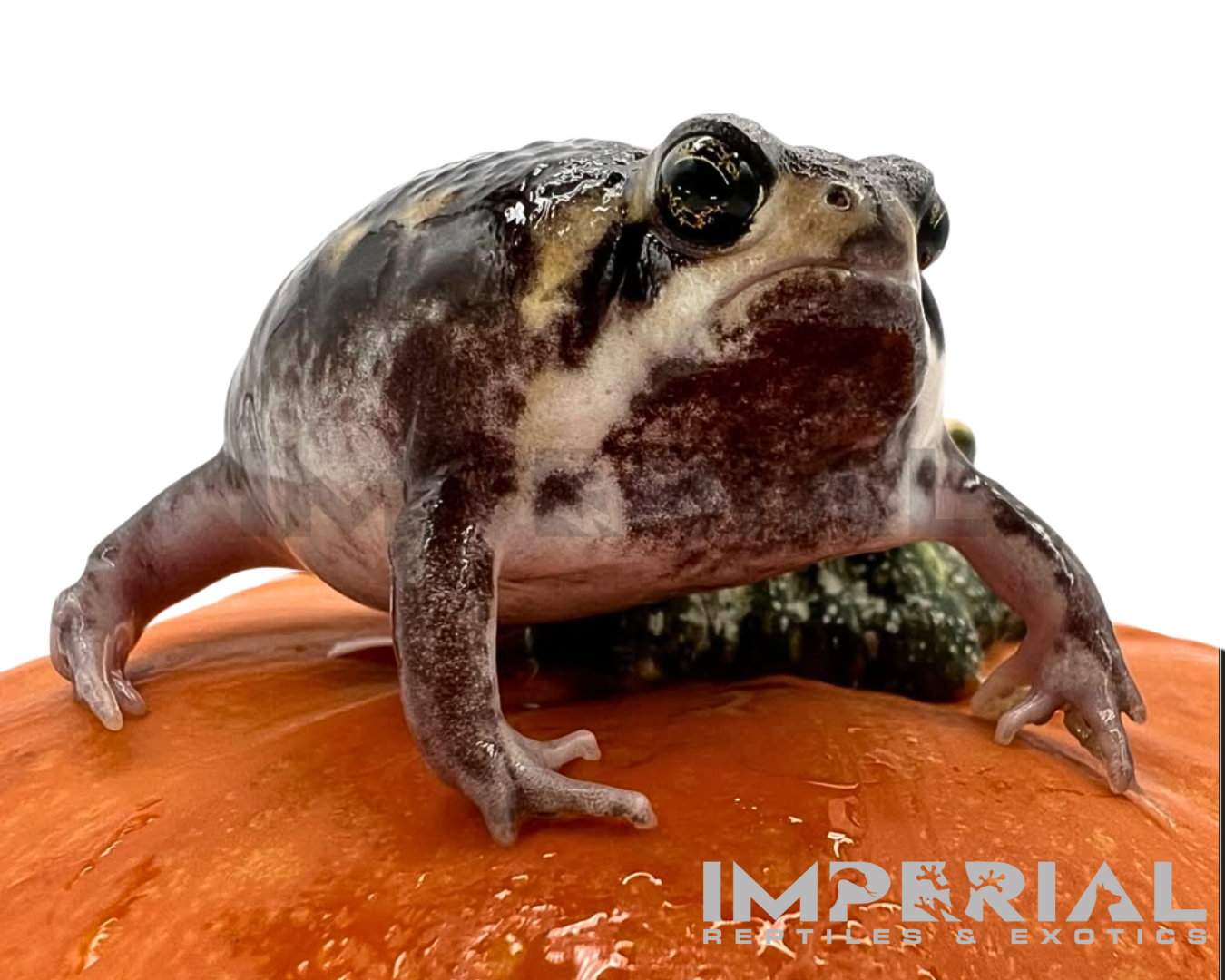 Mozambique Rain Frog — Amphibians > Frogs for Sale | Local Reptile Shows