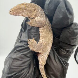 Isle of Pine Leachianus Gecko Male #111825-04