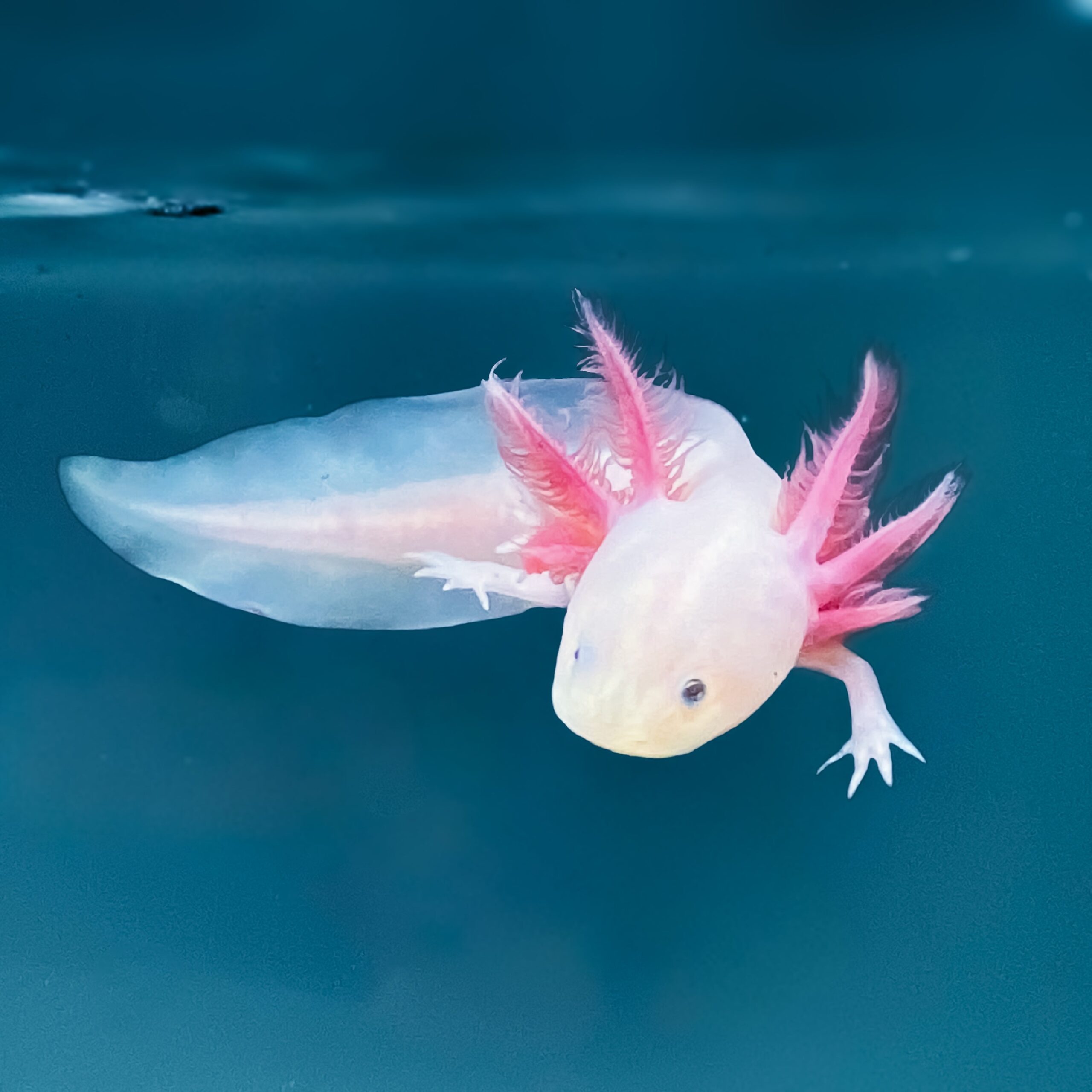 Leucistic Axolotl - Image 3