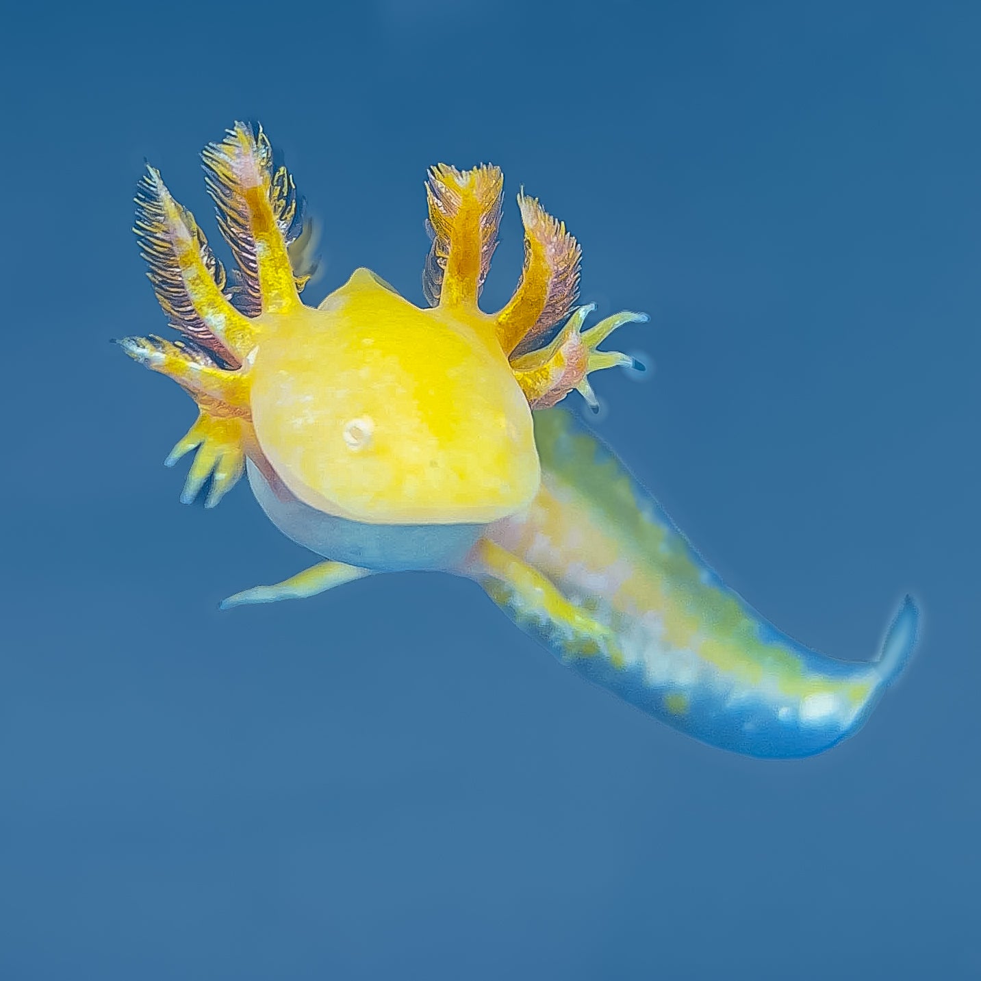 Golden Albino Axolotl - Image 2