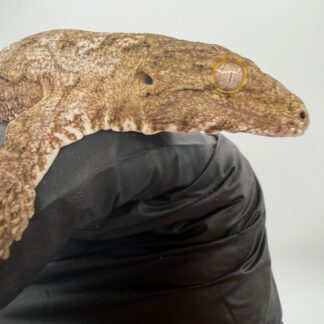 California Reptile Expos 2026 Guide