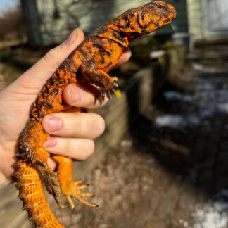 Red Niger Uromastyx Adult Pair #5 (Uromastyx geyri)
