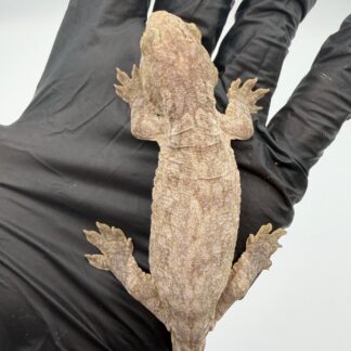 Isle of Pine Leachianus Gecko Male #111825-05