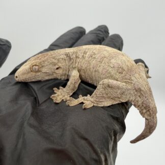 Pure Nuu Ana Leachianus Gecko #111825-01