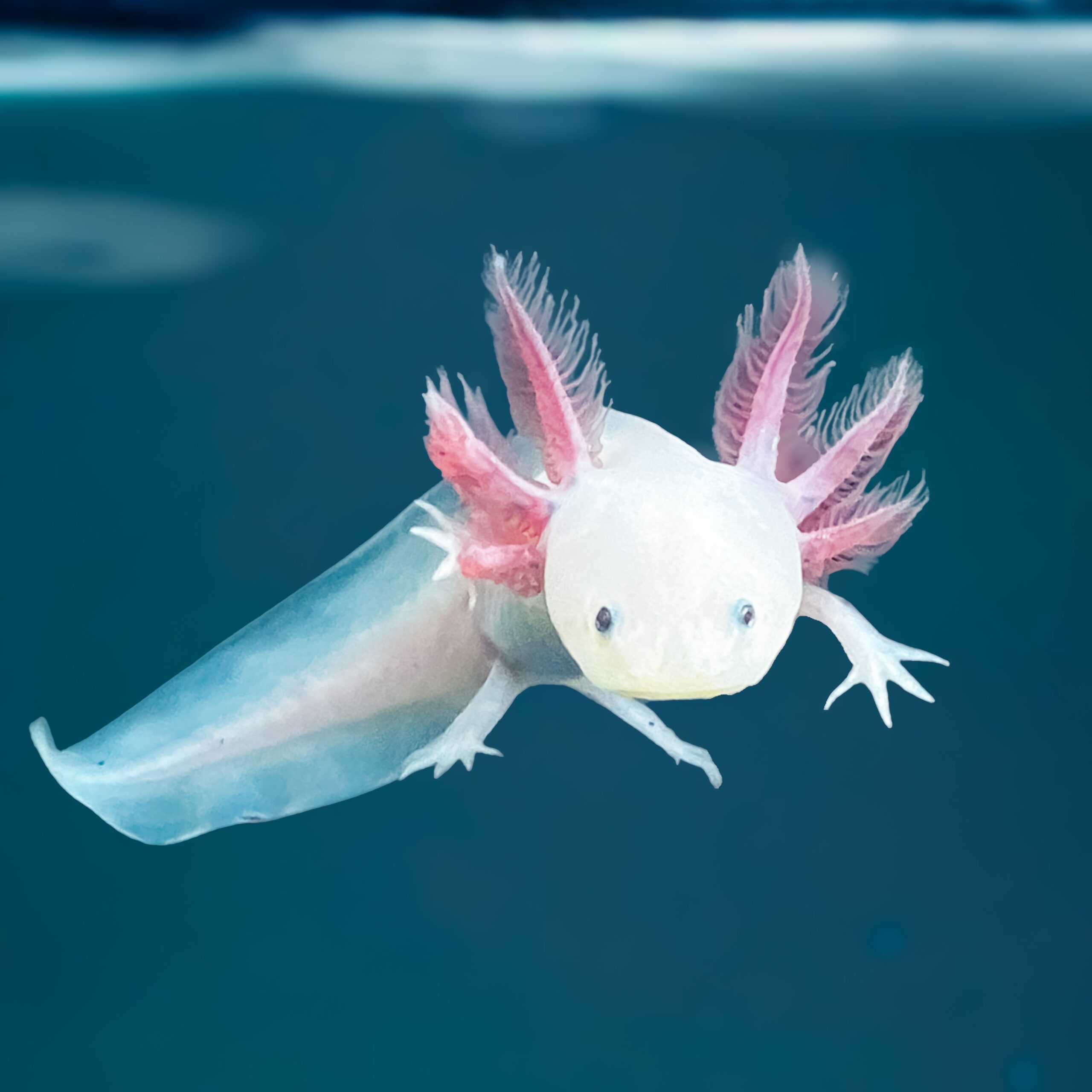 Leucistic Axolotl - Image 4