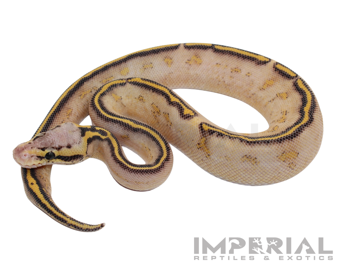 Pastel Highway Ball Python