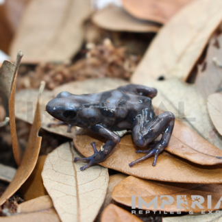 Rio Cascajal Dart Frog (Dendrobates auratus)