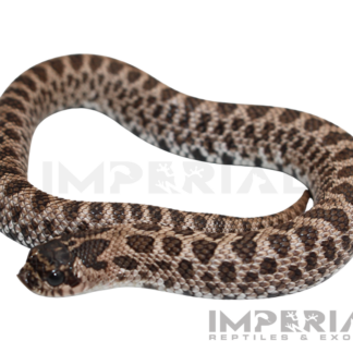 Super Arctic Western Hognose Baby