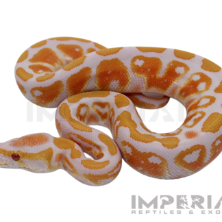 Lavender Albino Ball Python