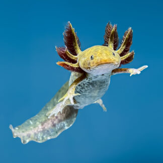 Copper Axolotl