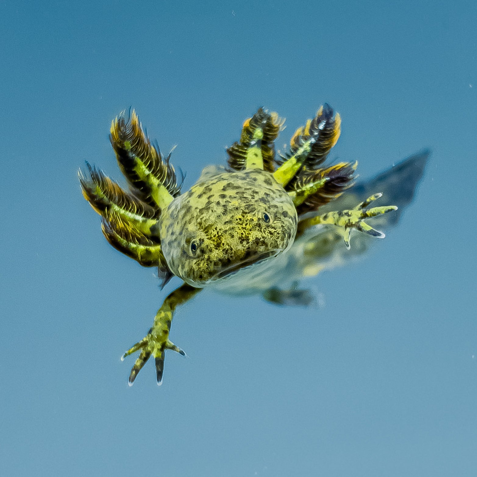 Wild Type Axolotl - Image 4