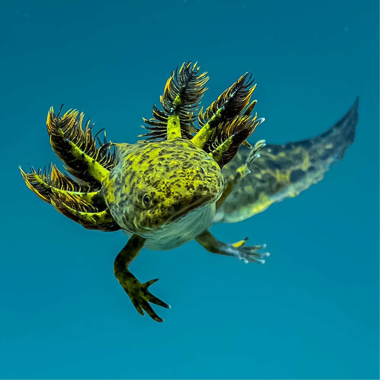 Wild Type Axolotl - Image 2