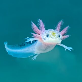 Dirty Leucistic Axolotl