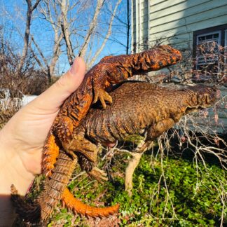 Super Red Niger Uromastyx Adult Pair #2501 (Uromastyx geyri)