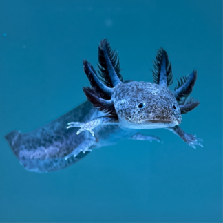 Axanthic Axolotl