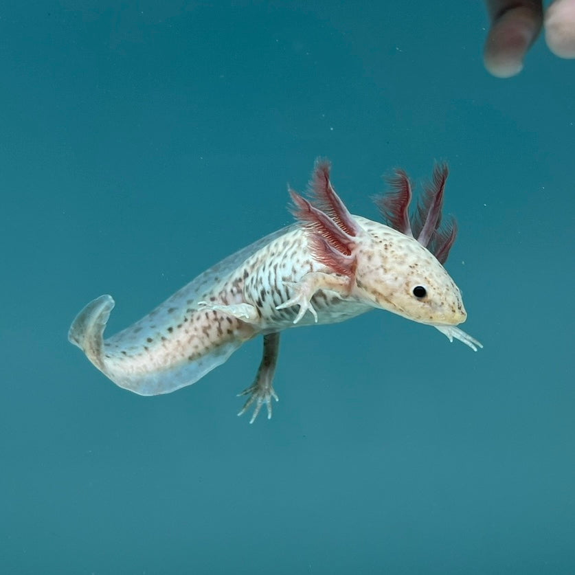 Axanthic Copper Axolotl - Image 2
