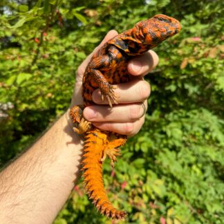 Super Red Niger Uromastyx Adult Pair #2 (Uromastyx geyri)
