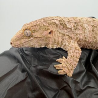 High-Color Isle of Pine Leachianus Gecko Male #111825-06